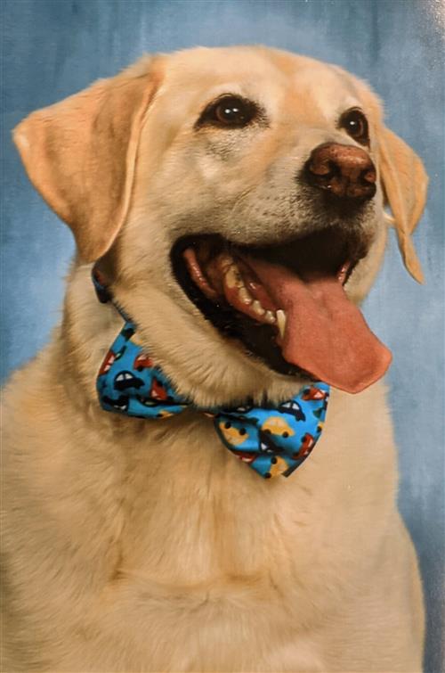 A happy dog with light fur and a bow tie with cartoon cars on it looks into the distance with an open mouth and tongue out.