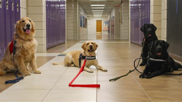 Image of four dogs on leashes sitting in a school hallway next to purple lockers.