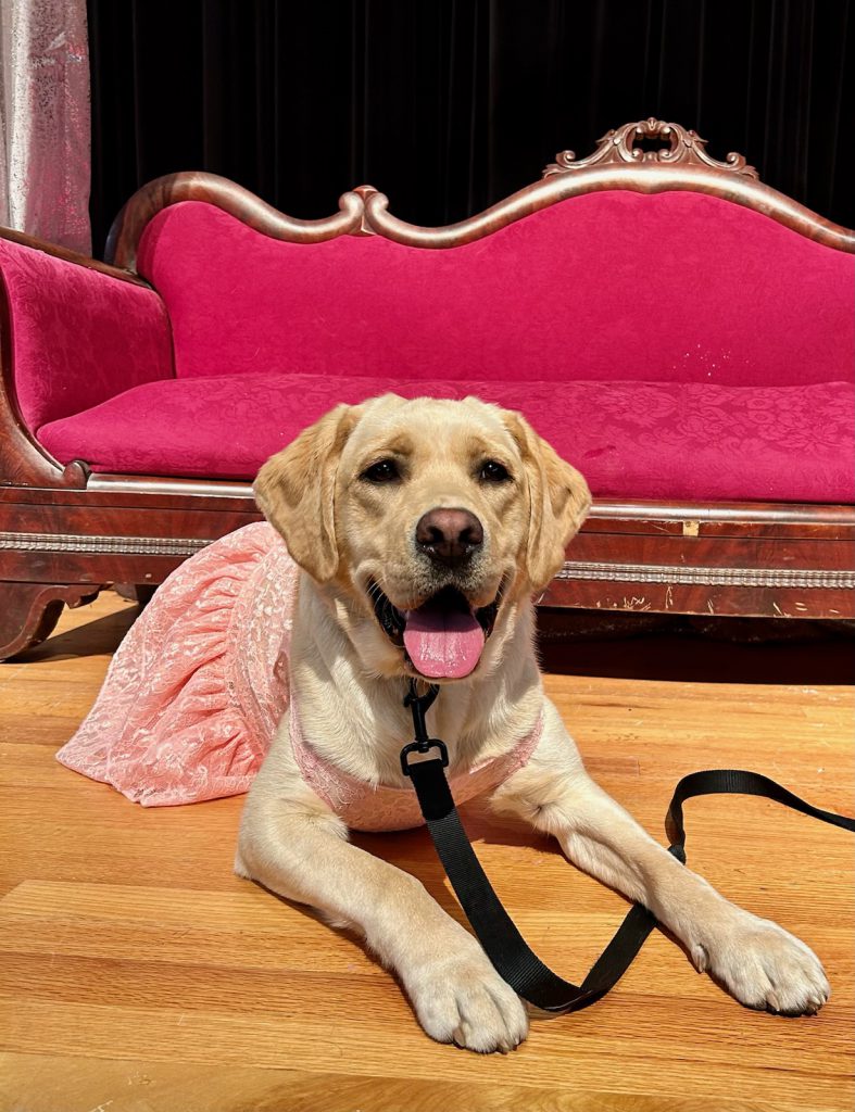 A two-year-old English yellow lab sits in front of a fancy pink sofa in a pink dress with her mouth open and tongue hanging out. 