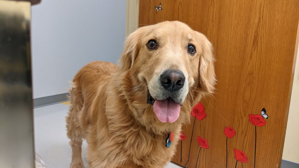 A four-year-old golden retriever stands in front of a door with flowers on it with big eyes and his tongue sticking out.