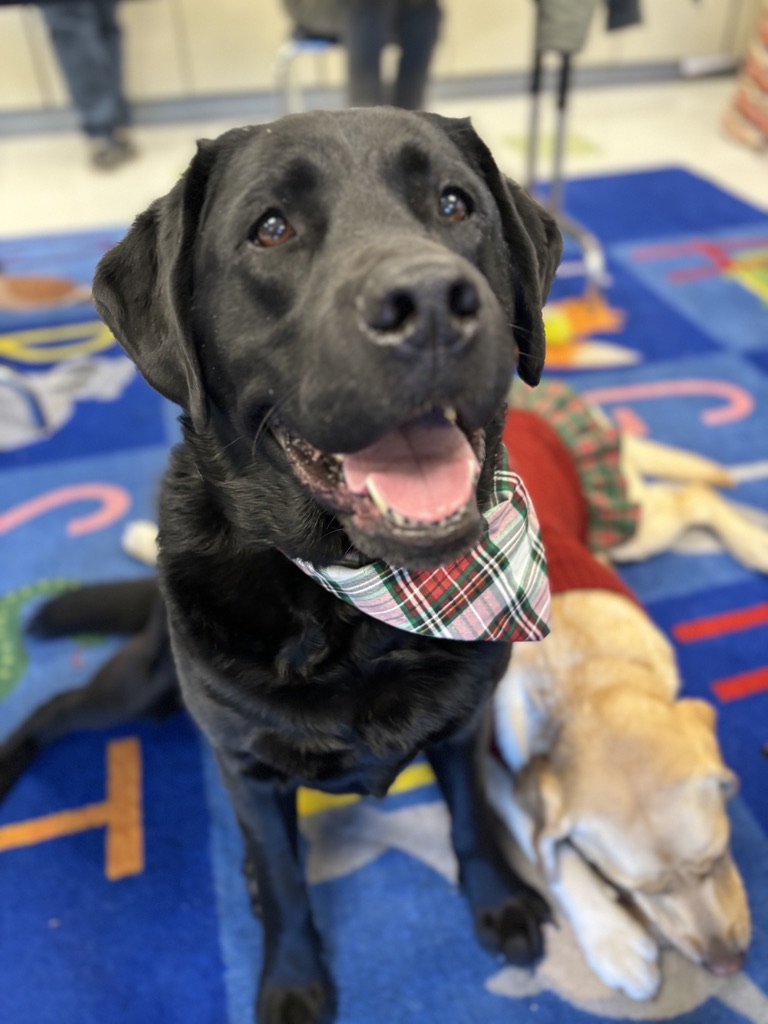 An English black lab with a plaid scarf stands on an alphabet rug in a classroom with another dog sniffing the rug next to him.
